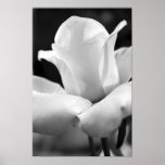 John F. Kennedy Rose Poster