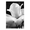 John F. Kennedy Rose posters by morpheus611 John F. Kennedy Rose posters