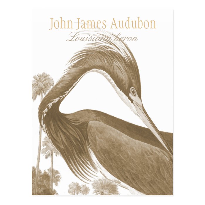 John James Audubon Lousiana heron CC0752 Bird