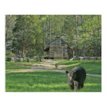 John Oliver Cabin Posters