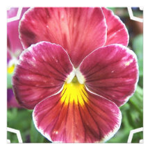 Johnny Jump Up Flowers Invitations