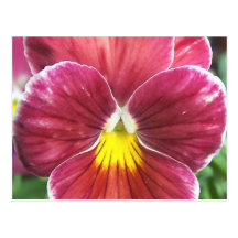 Johnny Jump Up Flowers Postcard