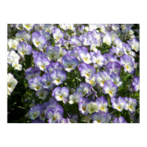 Johnny Jump-up Pansy Flower Poster Print posters