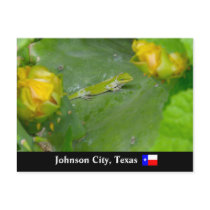Johnson City Lizard postcards