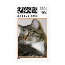 johnsoncountyhumane.org - we save lives postage by Dodgermy johnsoncountyhumane.org - we save lives postage