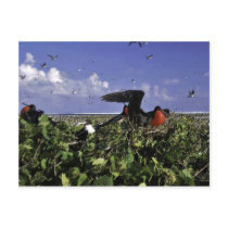 Johnston Island National Wildlife Refuge Post Card