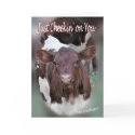 Jolee-Thinking of You-or other occasions-customize cards by MakaraPhotos Jolee-Thinking of You-or other occasions-customize cards