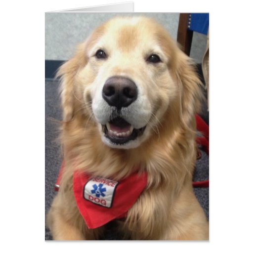 golden retriever service dogs jonah service greeting card golden retriever zazzle golden retriever service dogs jonah service greeting card golden retriever zazzle