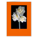 Jonquil Flower card