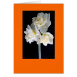 Jonquil Flower - Ecclesiastes 3:1 Card