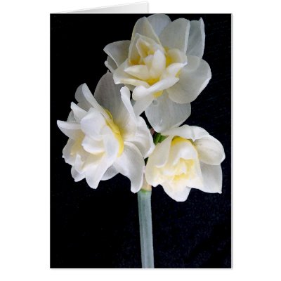 white jonquil