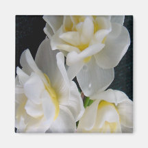 Jonquil Flower - Ecclesiastes 3:1 Refrigerator Magnets