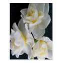 Jonquil Flower - Ecclesiastes 3:1 Postcard