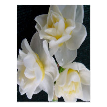 Jonquil Flower - Ecclesiastes 3:1 Postcard