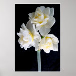 Jonquil Flower - Ecclesiastes 3:1 Posters