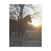 Jose Benito Postcard