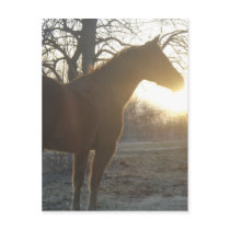 Jose Benito Postcards
