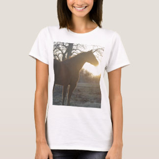 aqha shirt