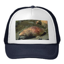 Joseph's coat amphissa (Amphissa veriscolor) Shell Trucker Hats