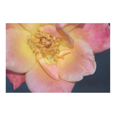 Joseph's Coat Rose on Canvas Print by photosoncanvas