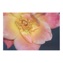 Joseph's Coat Rose on Canvas posters