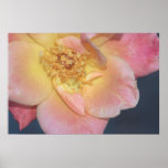 Joseph's Coat Rose on Canvas posters