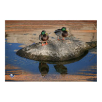 JOSHUA MALLARDS 2 posters
