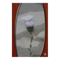JOSHUA THISTLE posters by sandytravel JOSHUA THISTLE posters