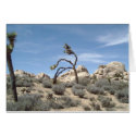 Joshua Tree cards by bqsunshine Joshua Tree cards
