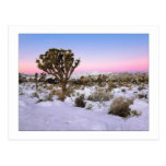 "Joshua Tree In Snow" Postcard