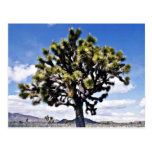 Joshua Tree - Joshua Tree National Park Post Cards