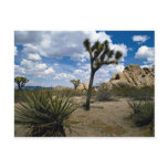 Joshua Tree National Park, California, U.S.A. Postcards