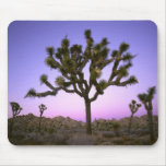 JOSHUA TREE NATIONAL PARK, CALIFORNIA. USA. MOUSE PADS