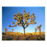 Joshua Tree National Park, California. USA.