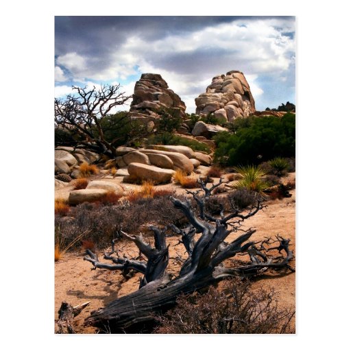 Joshua Tree National Park Postcard