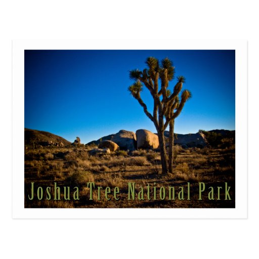 Joshua Tree National Park Postcards