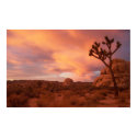 Joshua Tree National Park - Sunrise print