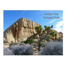 Joshua Tree Postcard!
