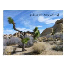 Joshua Tree Postcard!