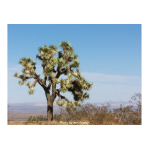 Joshua Tree posters by moxieann Joshua Tree posters