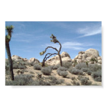 JOSHUA TREE posters