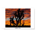 Joshua Tree posters