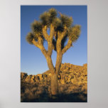 Joshua Tree, Yucca brevifolia), and granite Print