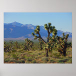 Joshua Trees Print