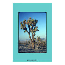 Joshua Trees, Southern Nevada posters