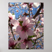 Joy in Bloom (1) Poster