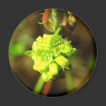 Joyfyl Springtime magnets