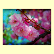 Joys of Summer - pink cherry blossoms posters