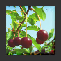 Joys of summer - red cherries magnets