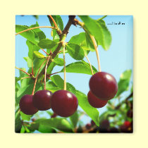 Joys of summer - red cherries magnets